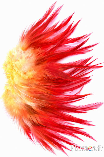 Haan Ombré - gebleekt - 10-15 cm - crème-bruin-rood